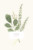 Carte de remerciement mariage Fleurs aquarelle crème - Page 1 Carte de remerciement mariage Fleurs aquarelle crème - Page 1