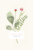 Faire-part de mariage Fleurs aquarelle herbier rose - Page 1 Faire-part de mariage Fleurs aquarelle herbier rose - Page 1